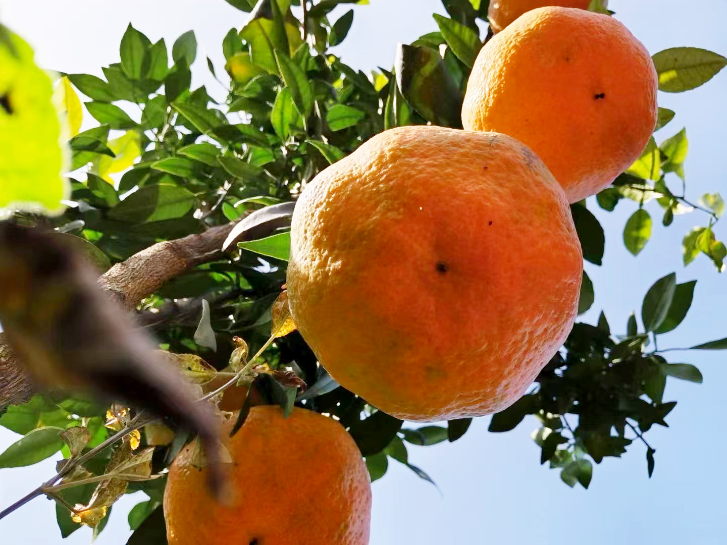 新春走一线：罗江「果王」丰收秘密