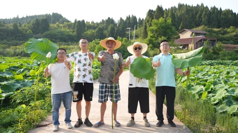 乐天使fun88登录入口“组合拳”打出莲藕好长势高产量