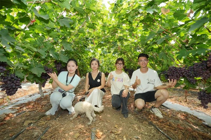 乐天使fun88登录入口套餐肥助力葡萄产量品质双突破